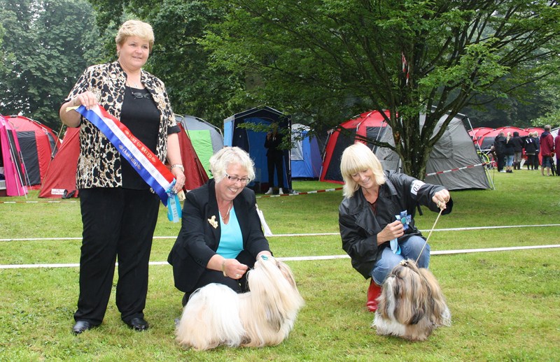 Shih Tzu Danmark